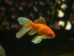Understanding why my goldfish is sick