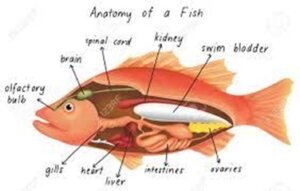 What is the role of the swim bladder