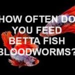 Understanding the Nutritional Value of Bloodworms