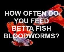 How Often Should You Feed a Betta Fish Bloodworms? [Top Tip]