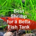 best shrimp for betta tank