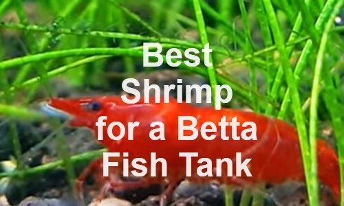 best shrimp for betta tank