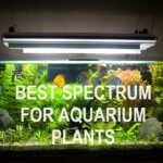 best spectrum for aquarium plants with discus fish