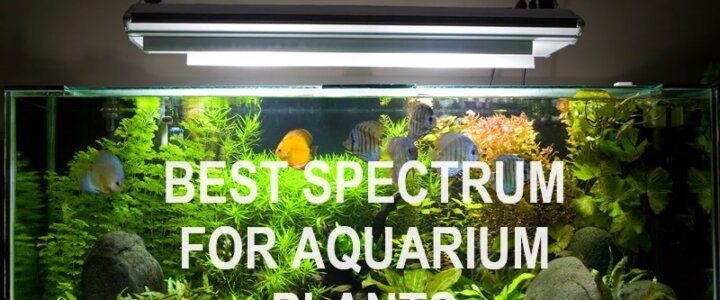 best spectrum for aquarium plants with discus fish