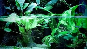 Best spectrum for aquarium plants and optimal health