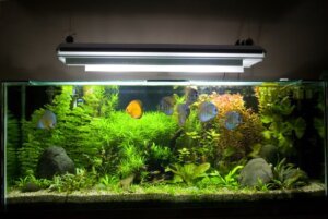 Understanding the best spectrum for aquarium plants 