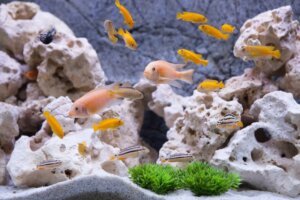 best substrate for cichlid aquarium