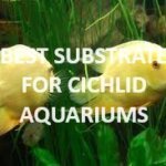 The best substrates for cichlids