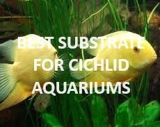 The best substrates for cichlids