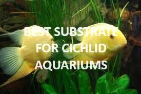 Best Substrate for Cichlid Aquarium