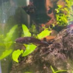 Dark betta fish resting near driftwood in a planted aquarium