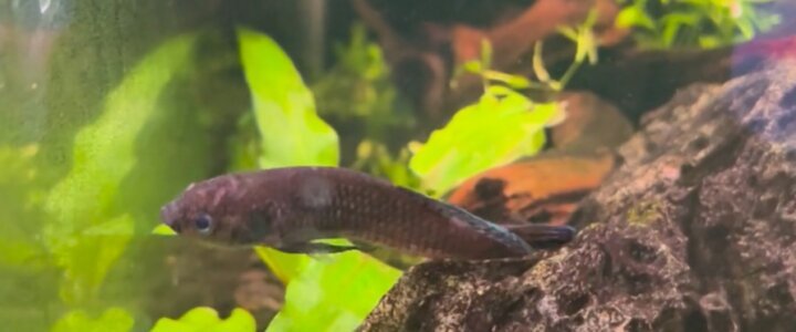 Dark betta fish resting near driftwood in a planted aquarium