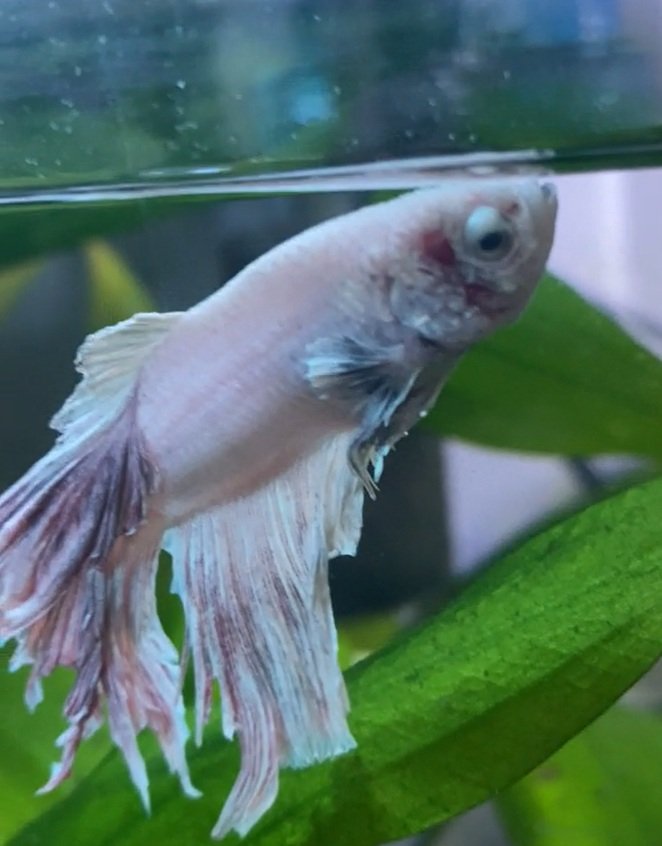 White betta fish with a visibly red and inflamed-looking gill area