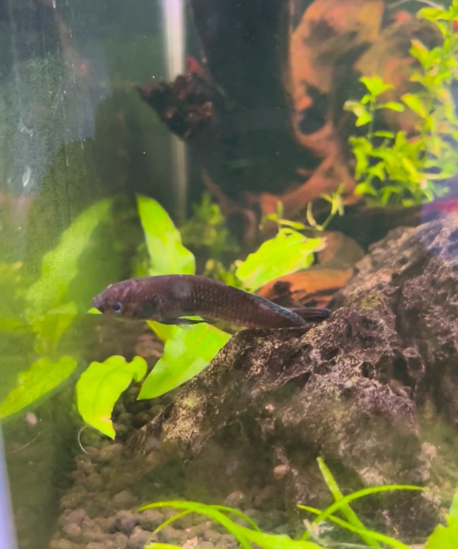 Dark betta fish resting near driftwood in a planted aquarium